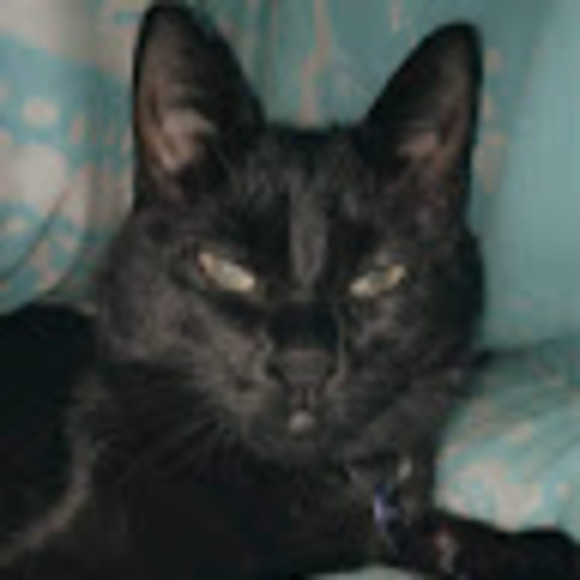 Meet your Posher, Ava - Picture 1 of 1